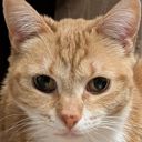 Orange Cat